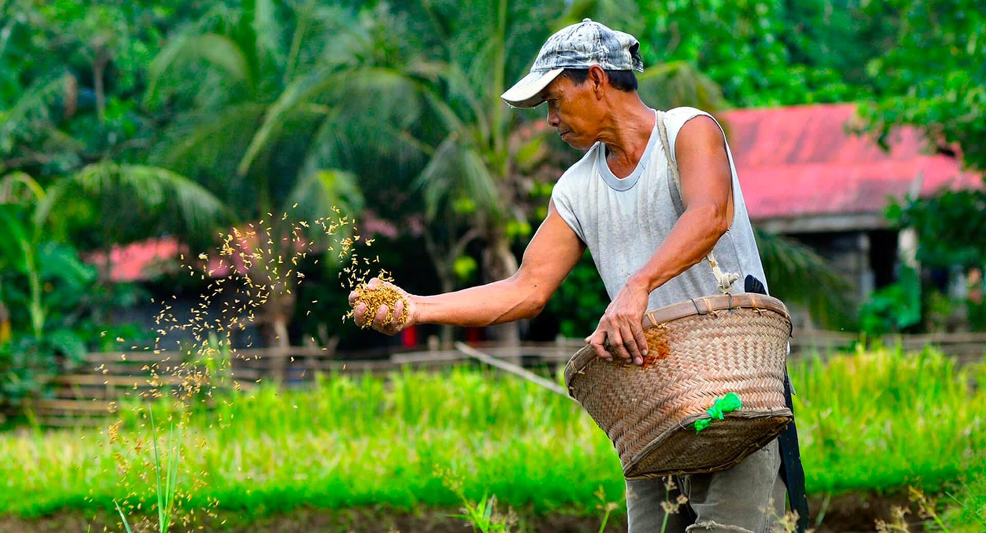 Helping Farmers in the Philippines with Accessible Financial Help