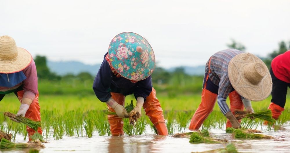 Reviving the Agriculture Sector during the Pandemic