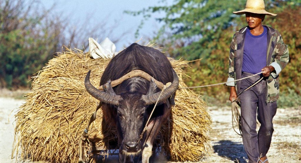 Farmers In The Philippines 2024 - Kira Serena